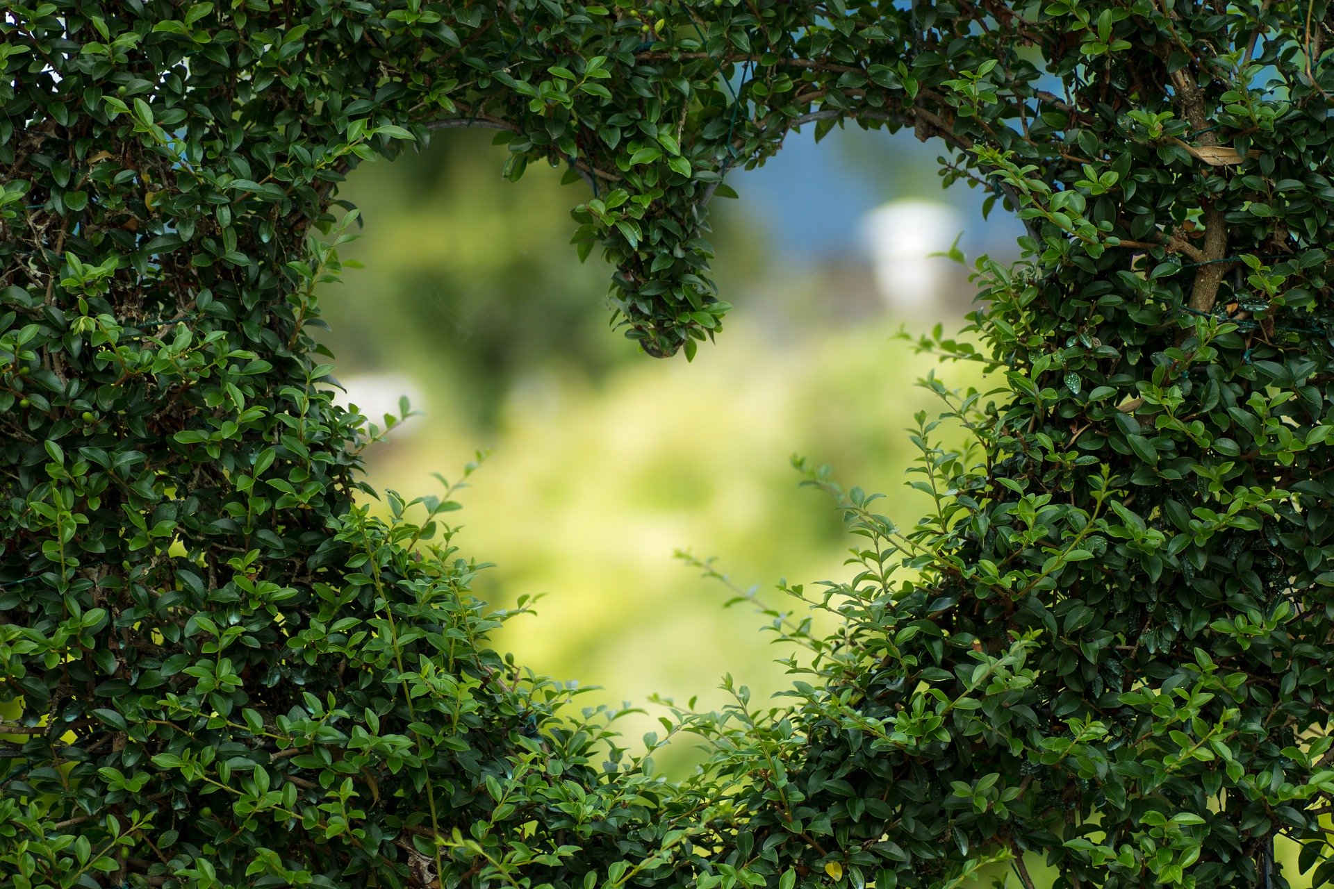 heart hedge, symbolizing Open mindfulness meditation in Ypsilanti, Saline, and Ann Arbor, MI.