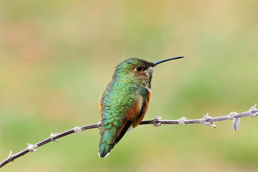 hummingbird to symbolize freedom in meditation sessions in ann arbor, ypsilanti, and saline michigan.